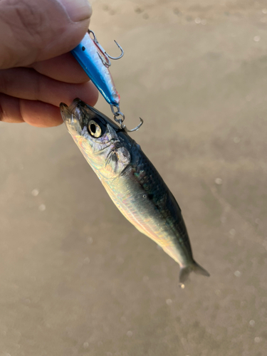 イワシの釣果