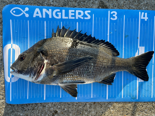 クロダイの釣果