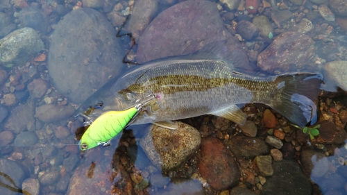 スモールマウスバスの釣果