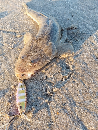 コチの釣果