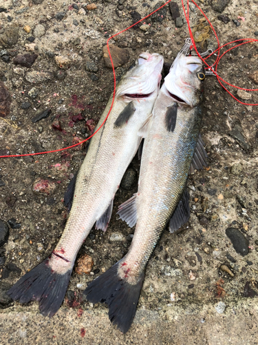 シーバスの釣果