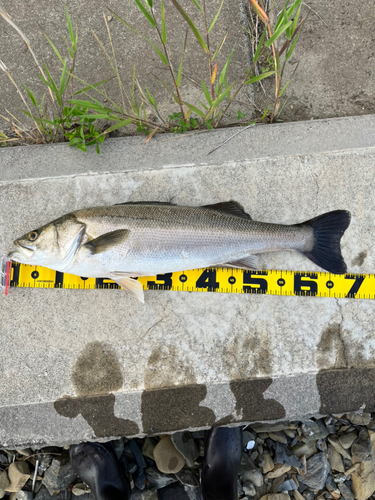 シーバスの釣果