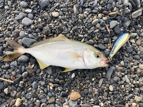 ショゴの釣果