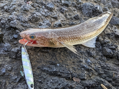 エソの釣果