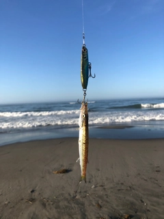 カマスの釣果