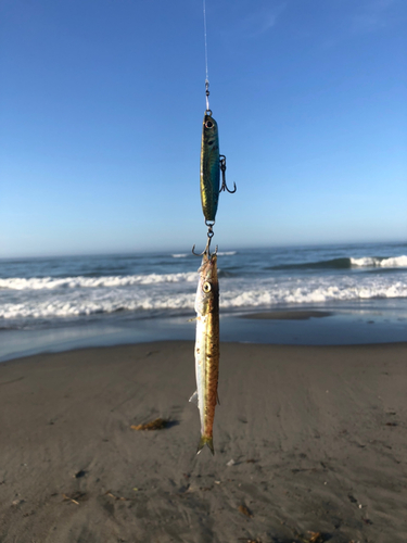 カマスの釣果