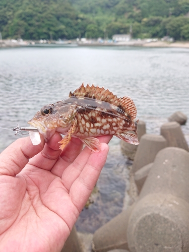 カサゴの釣果