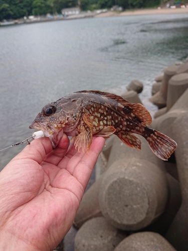 カサゴの釣果