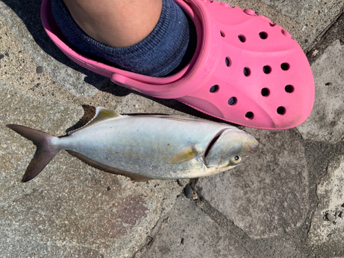 ショゴの釣果