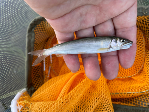 アユの釣果