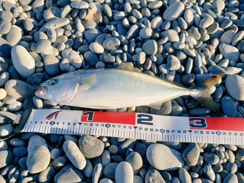 ツバスの釣果