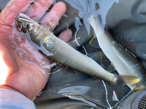 アユの釣果