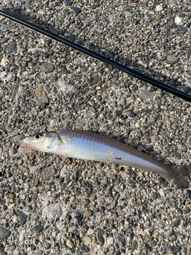 キスの釣果