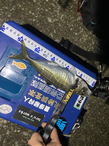 マアジの釣果