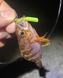 メバルの釣果