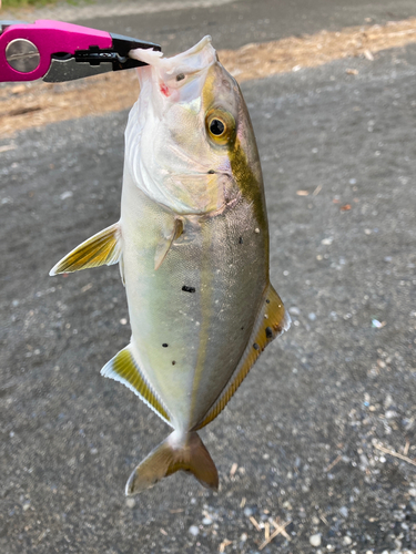 ショゴの釣果