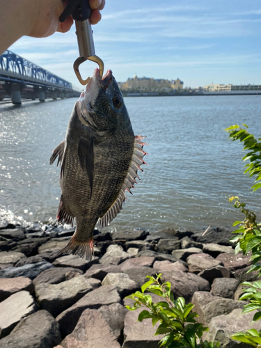 チヌの釣果