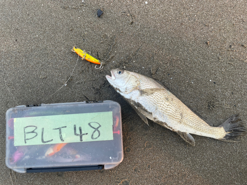 イシモチの釣果