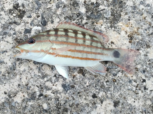 アミメフエダイの釣果