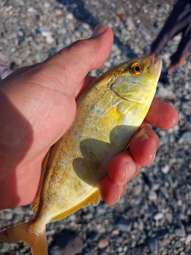 ショゴの釣果