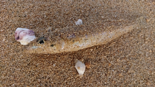 シロギスの釣果