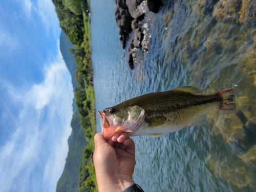 ラージマウスバスの釣果