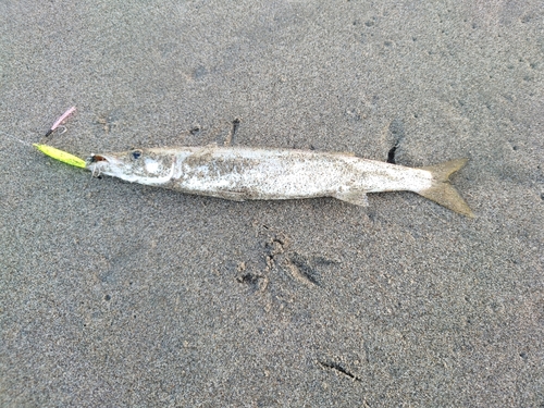 アカカマスの釣果