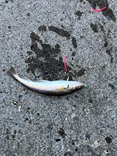コマイの釣果
