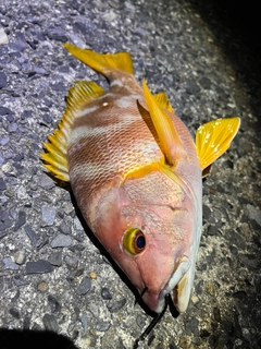 シブダイの釣果