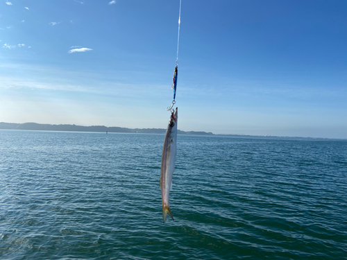 カマスの釣果