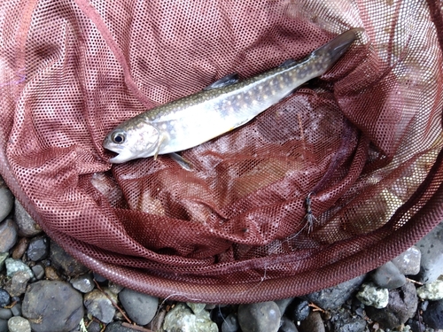 イワナの釣果