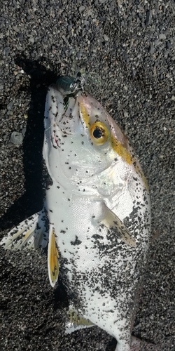 ショゴの釣果