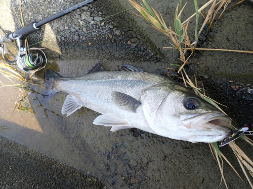 スズキの釣果