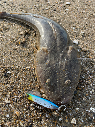 マゴチの釣果