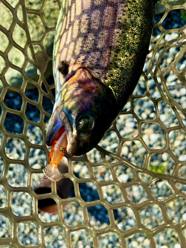 ニジマスの釣果