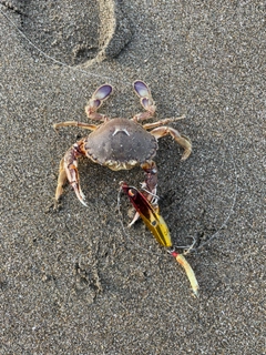 ヒラツメガニの釣果