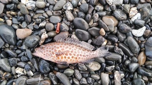 オオモンハタの釣果