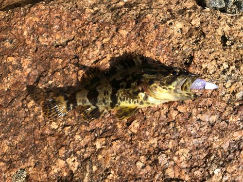 タケノコメバルの釣果