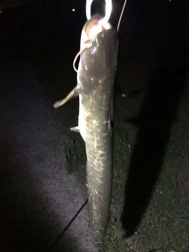 マナマズの釣果