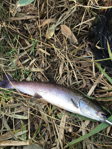 イトウの釣果