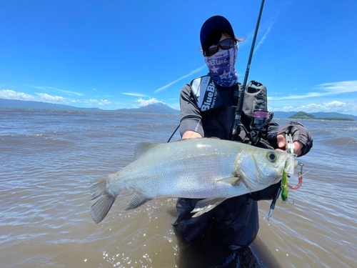 ヒラスズキの釣果