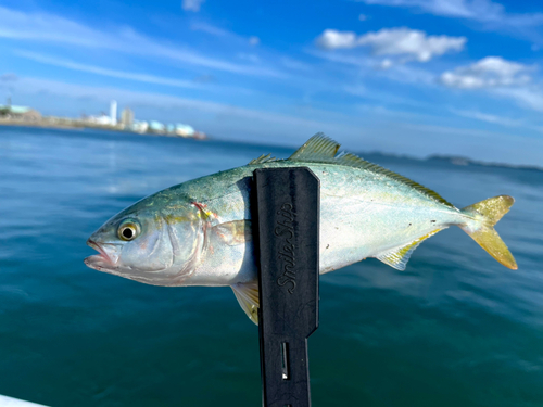 ヤズの釣果