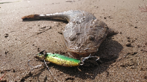 マゴチの釣果