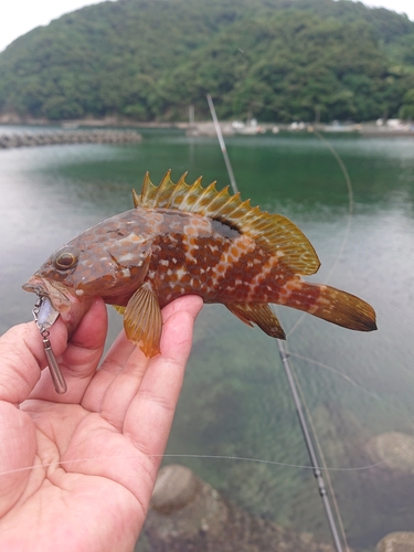 キジハタの釣果