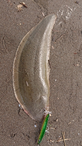 シタビラメの釣果