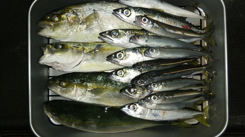 ショゴの釣果