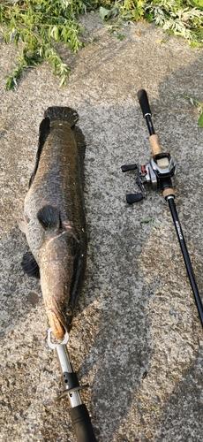 タイワンドジョウの釣果