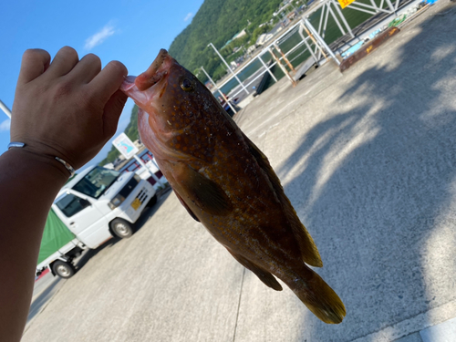 アコウの釣果