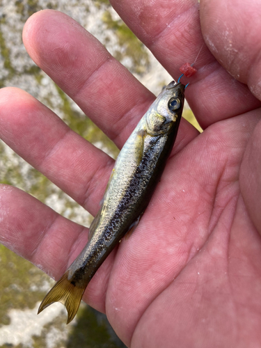 アブラハヤの釣果