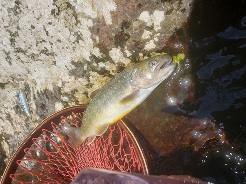 イワナの釣果